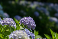 薬師池公園【青系紫陽花】②20170617