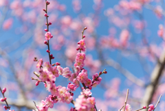 小田原フラワーガーデン【梅：道知辺】①20170128