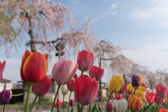 東北お花見ツアー【日中線しだれ桜並木】⑤20180423