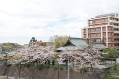 早朝ウォーキング桜巡り【杉山神社の染井吉野】20230324