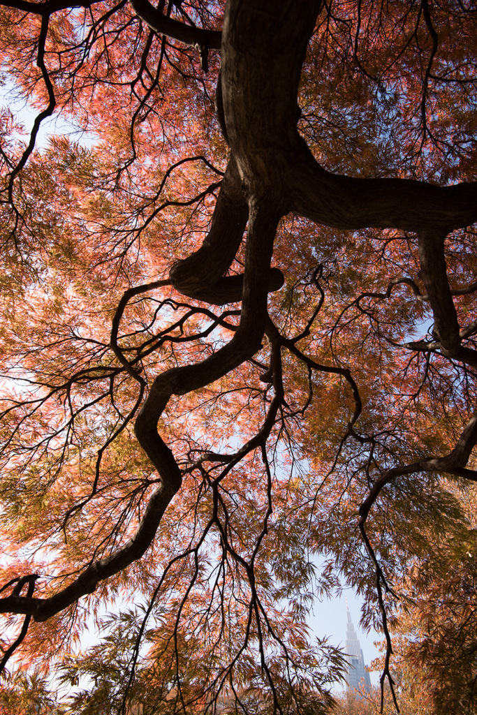 【新宿御苑(タムケヤマ)】20141122