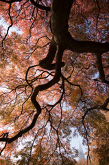 【新宿御苑(タムケヤマ)】20141122