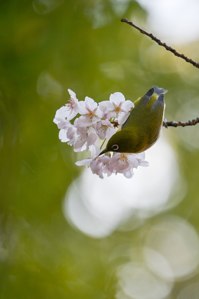 薬師池公園【玉繩桜とメジロ】20250310