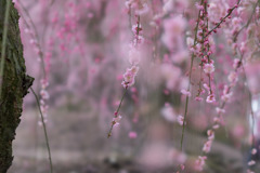 鈴鹿の森庭園【しだれ梅(早朝)】⑧20190316