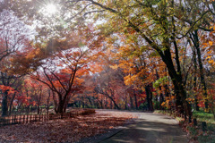神代植物公園【かえで園： 神代小橋付近】①20191214