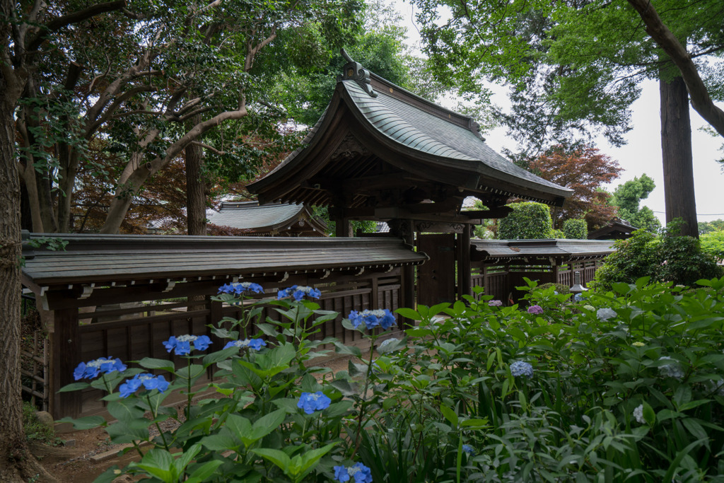 妙楽寺【本堂の表門と紫陽花】20200618