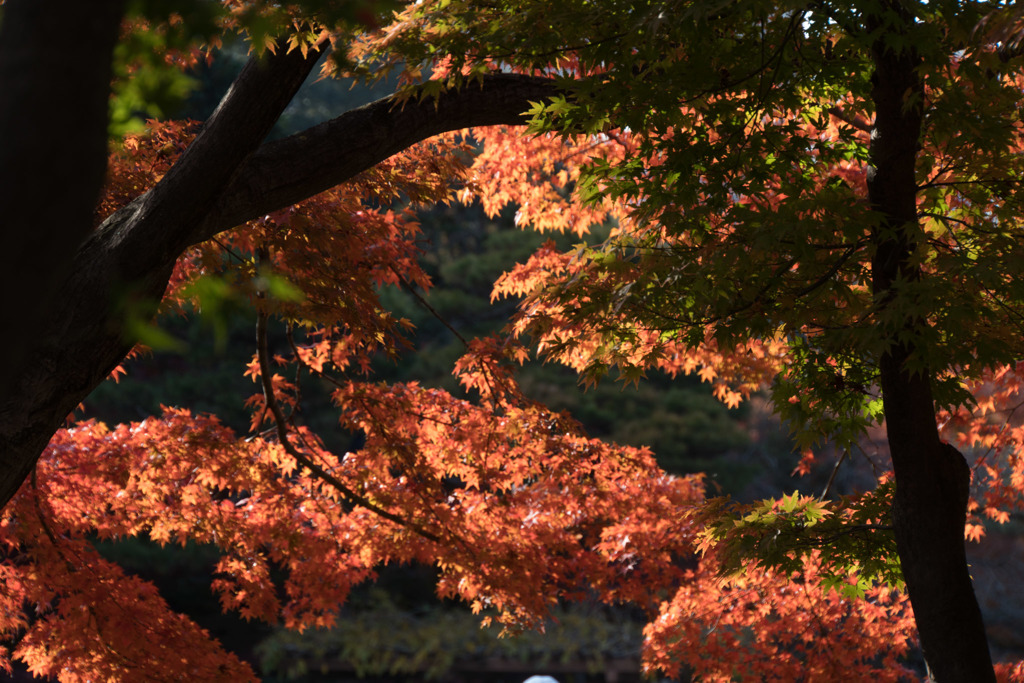 新宿御苑【音羽亭の紅葉】②20181201