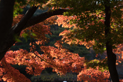 新宿御苑【音羽亭の紅葉】②20181201