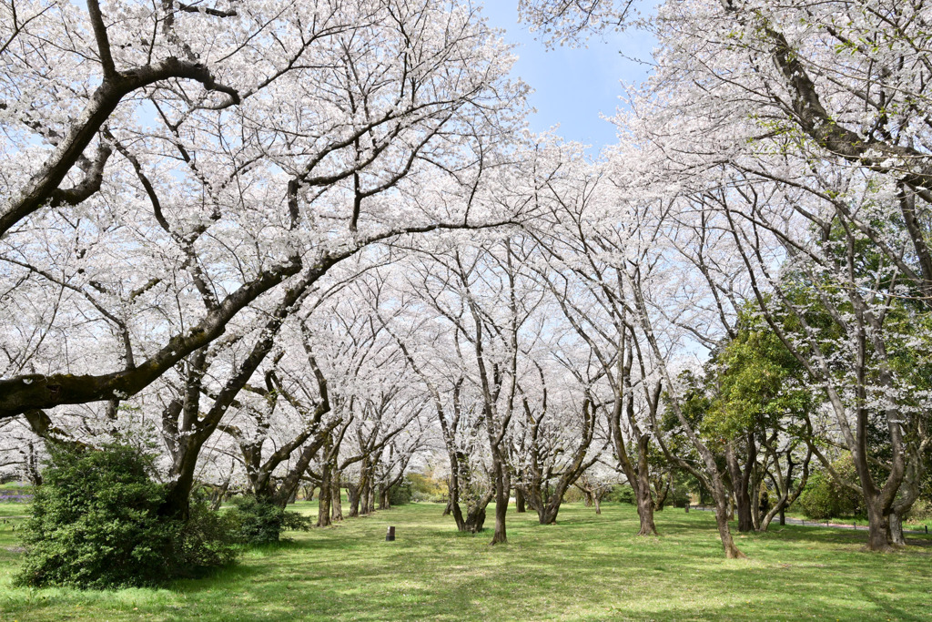 昭和記念公園【花の園の桜林】③20250408