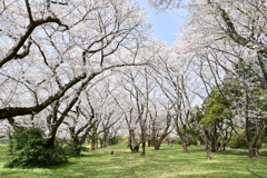 昭和記念公園【花の園の桜林】③20250408