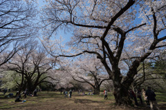 新宿御苑【桜園地の桜の様子】①20180325