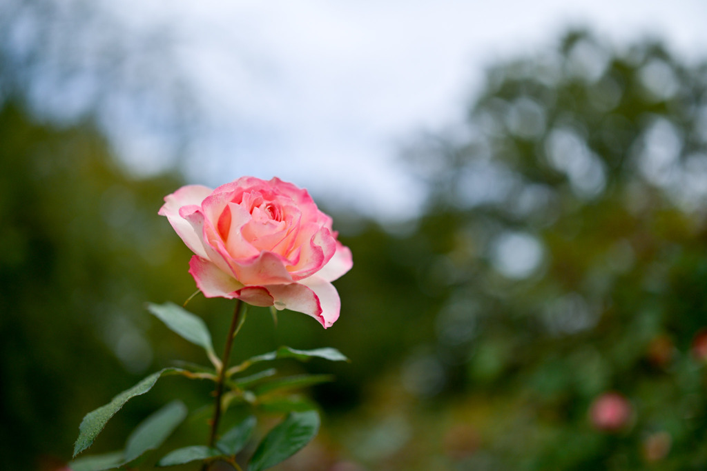 大船フラワーセンター【秋パラ：ほのか】20251102