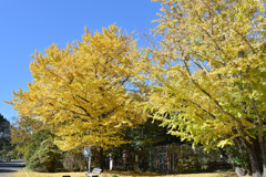 昭和記念公園【自転車道沿いの黄葉：イチョウ】③20251117