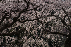 新宿御苑【桜：枝垂れ桜】②20170402