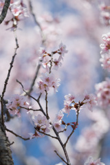 花菜ガーデン【桜：啓翁桜】②20210314