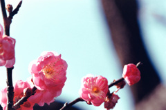 府中市郷土の森【梅の花：八重寒紅】20210116