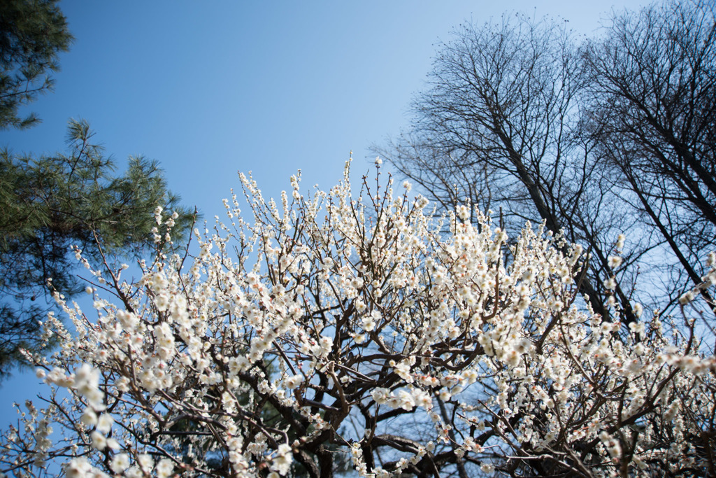 【神代植物公園(つつじ園脇の白梅)】20160228