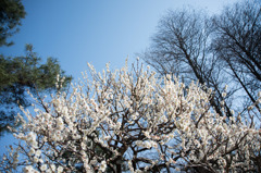 【神代植物公園(つつじ園脇の白梅)】20160228