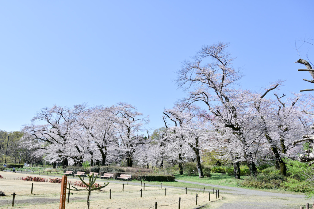 神代植物公園【築山沿いのサクラ】②20250404