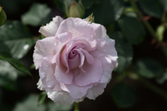 花菜ガーデン【薔薇：ニュー・ウェーブ】20170514