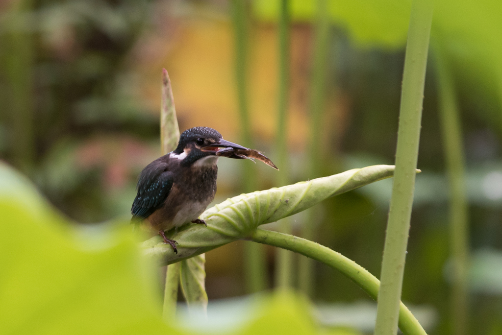 【薬師池公園(カワセミ)】②20160723