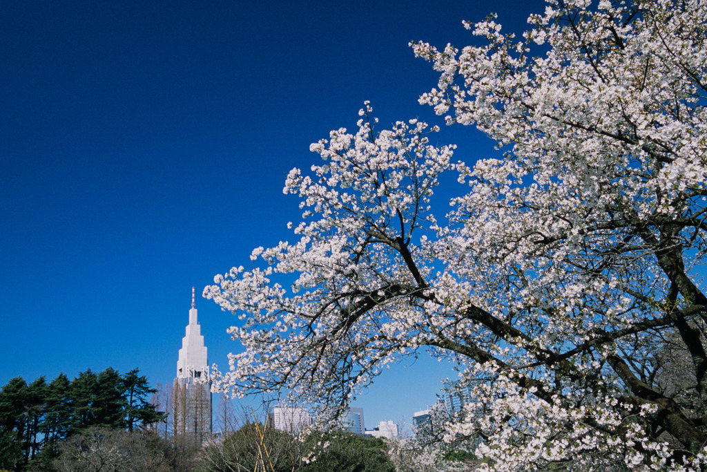 新宿御苑【サクラ：大島桜】①20200320