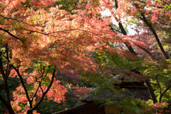 六義園【つつじ茶屋の紅葉】③20181201