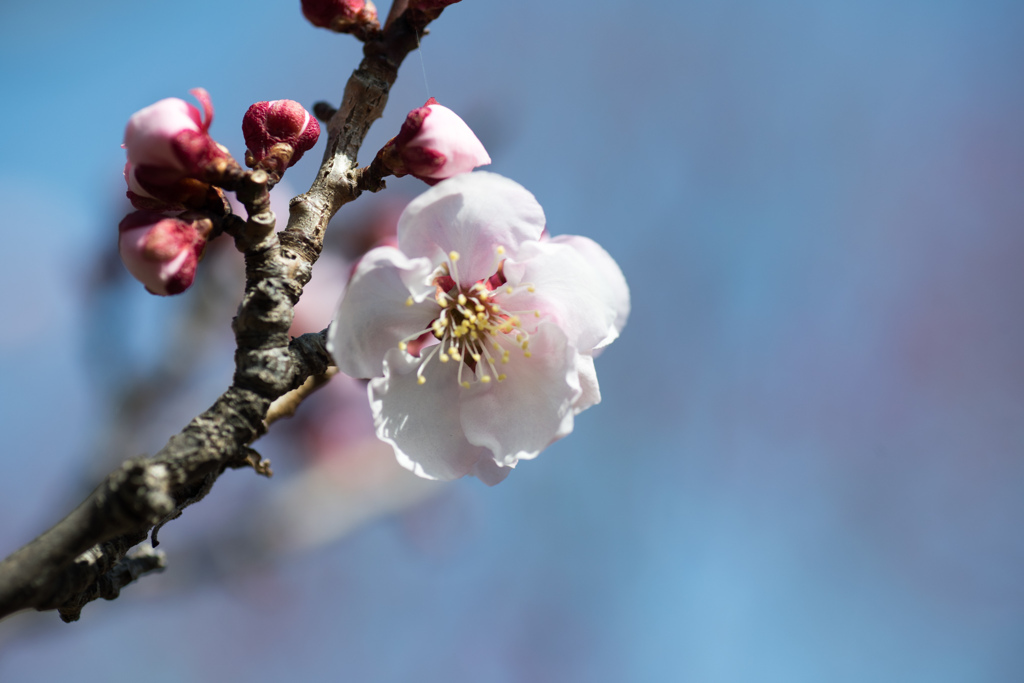 府中市郷土の森公園【梅の花：豊後】④20220305