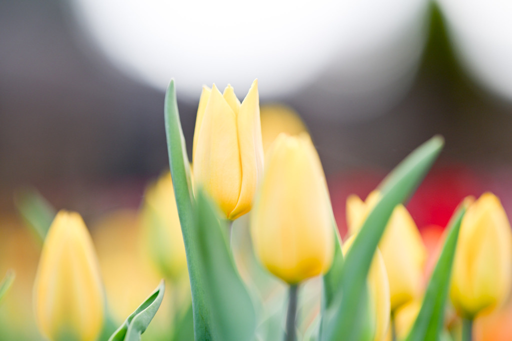 花菜ガーデン【アイスチューリップ(黄系)】③20251219