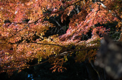 【薬師池公園：モミジ】①20141206