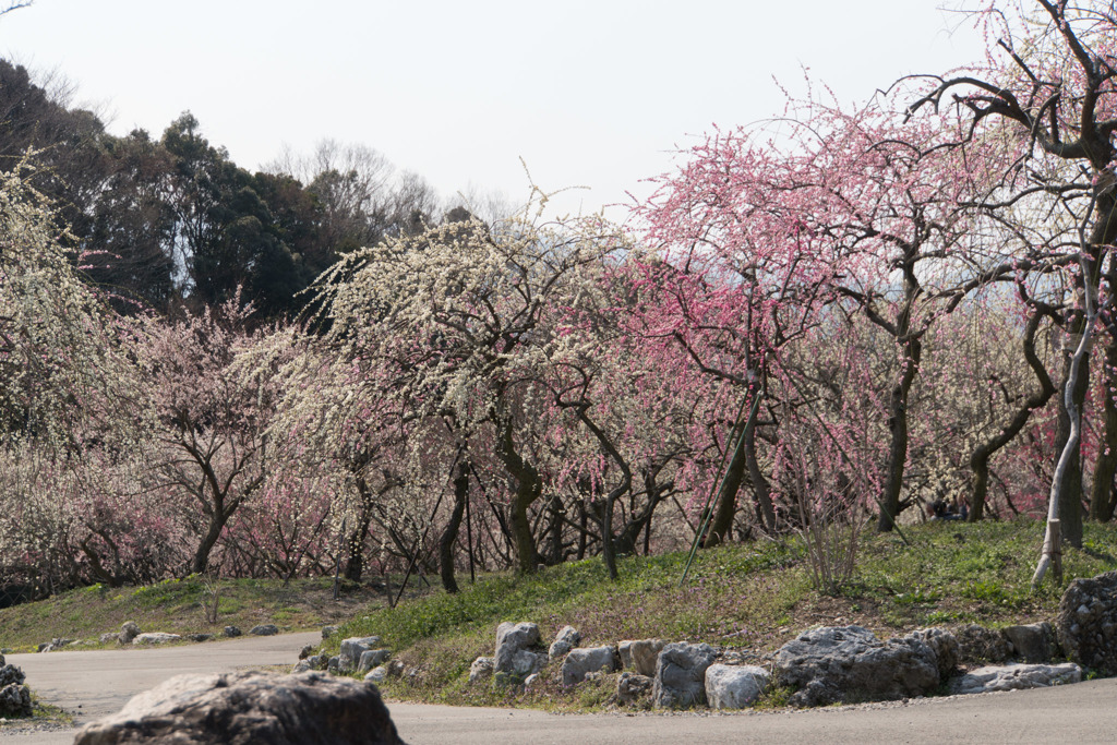 いなべ市梅林公園【満開の梅苑】②20190315
