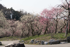 いなべ市梅林公園【満開の梅苑】②20190315