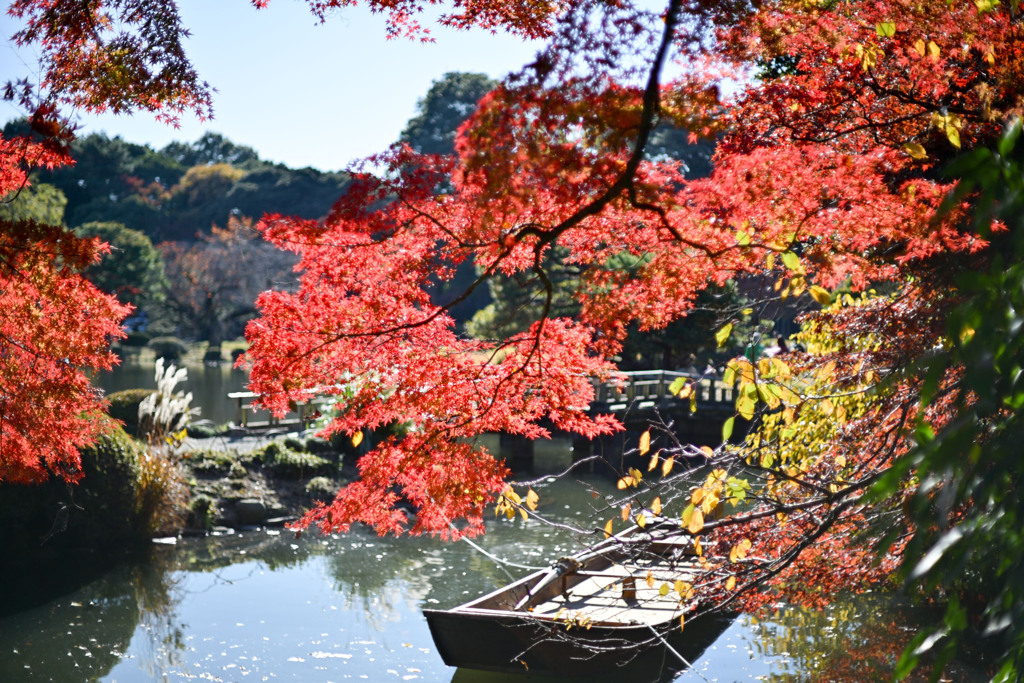 新宿御苑【上の池付近の紅葉】②20241206