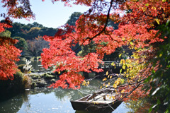 新宿御苑【上の池付近の紅葉】②20241206