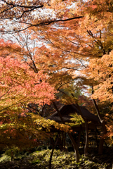 【六義園の紅葉】④20161203