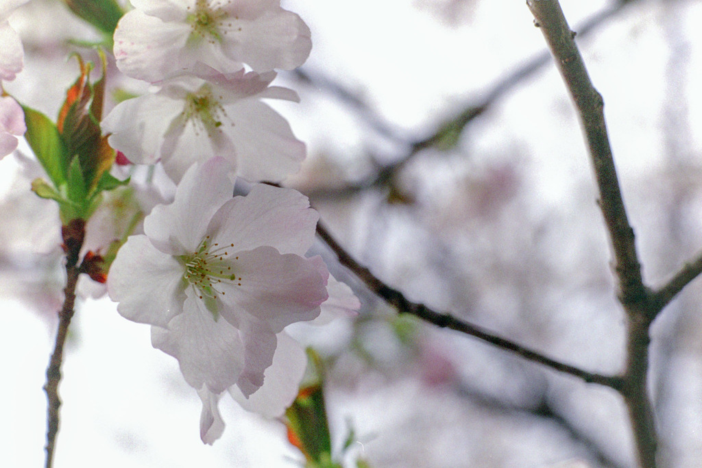 早春の神代植物公園【サクラ：寒咲大島】④20200315