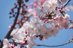 新宿御苑【桜：十月桜】②20180325