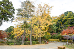 薬師池公園【タイコ橋と黄葉】③20251119