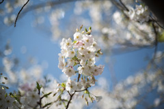 本牧山頂公園【サクラ：大島桜】②20200321