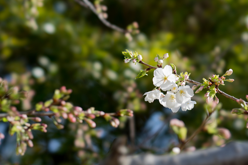 本牧山頂公園【大島桜】④20210317