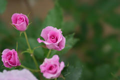 大船植物園【薔薇：コティリオン】①20170518