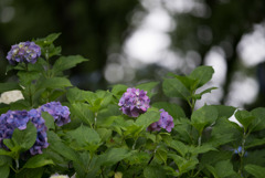 昭和記念公園【赤色の額紫陽花】①20170701