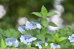 薬師池公園【紫陽花：アジサイ園】④20240620