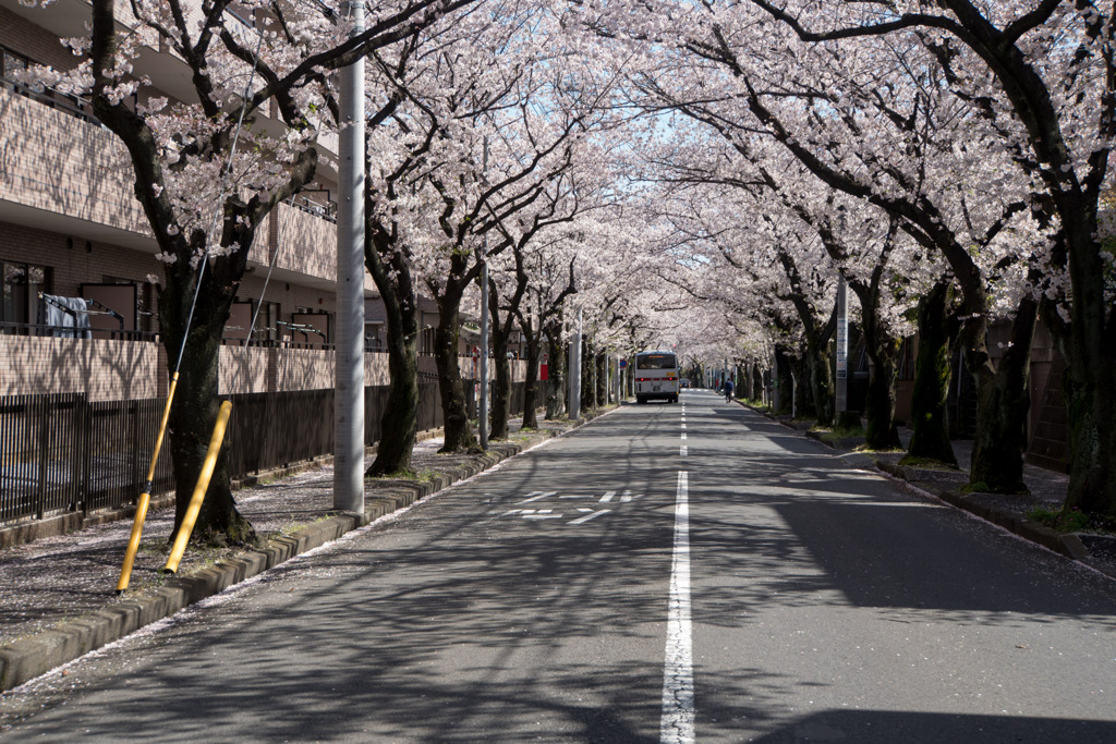 近所のサクラ【あざみ野の桜並木】③20200402