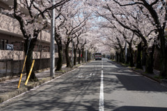 近所のサクラ【あざみ野の桜並木】③20200402