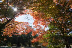 昭和記念公園【日本庭園：池周辺の紅葉】④20221108