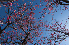 【小田原フラワーガーデン(八重寒紅)】①20150214