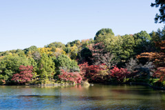 薬師池公園【薬師池の紅葉】②20181123