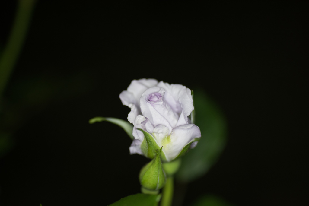 【庭の花(薔薇の海)】20150429