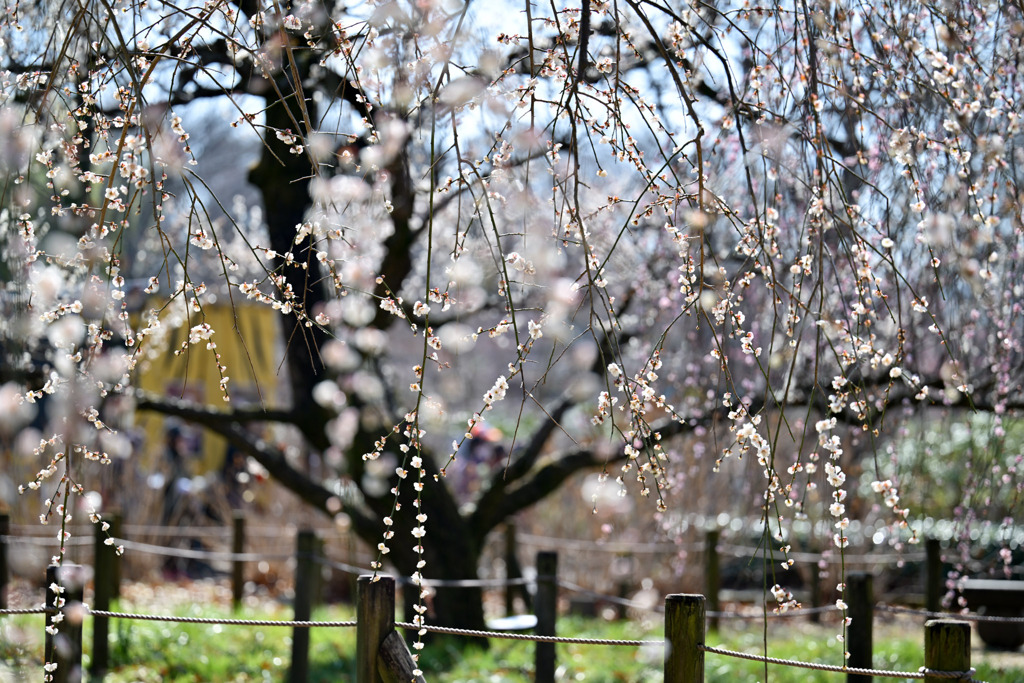 府中市郷土の森【梅の花：玉垣枝垂】①20250309